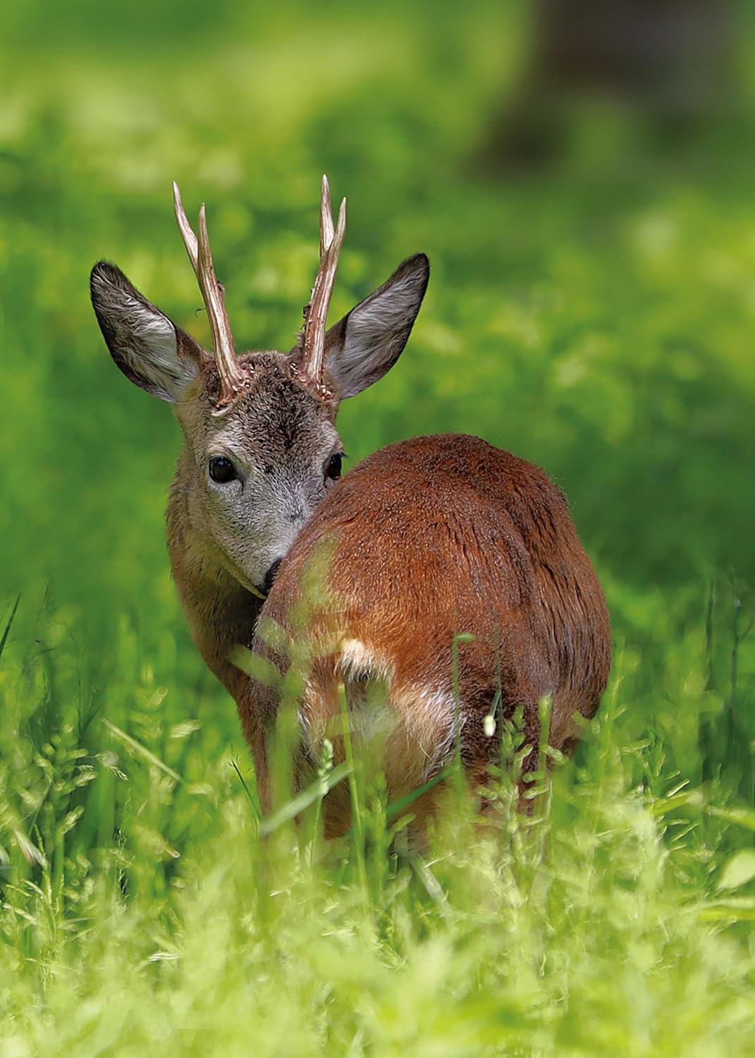 Hunting-The Ultimate Book