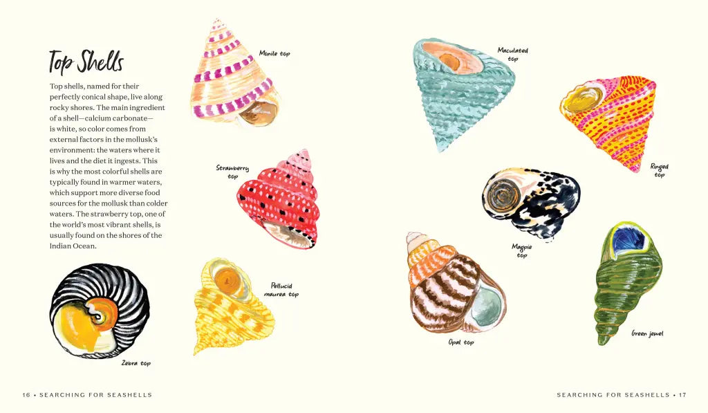 Searching For Seashells