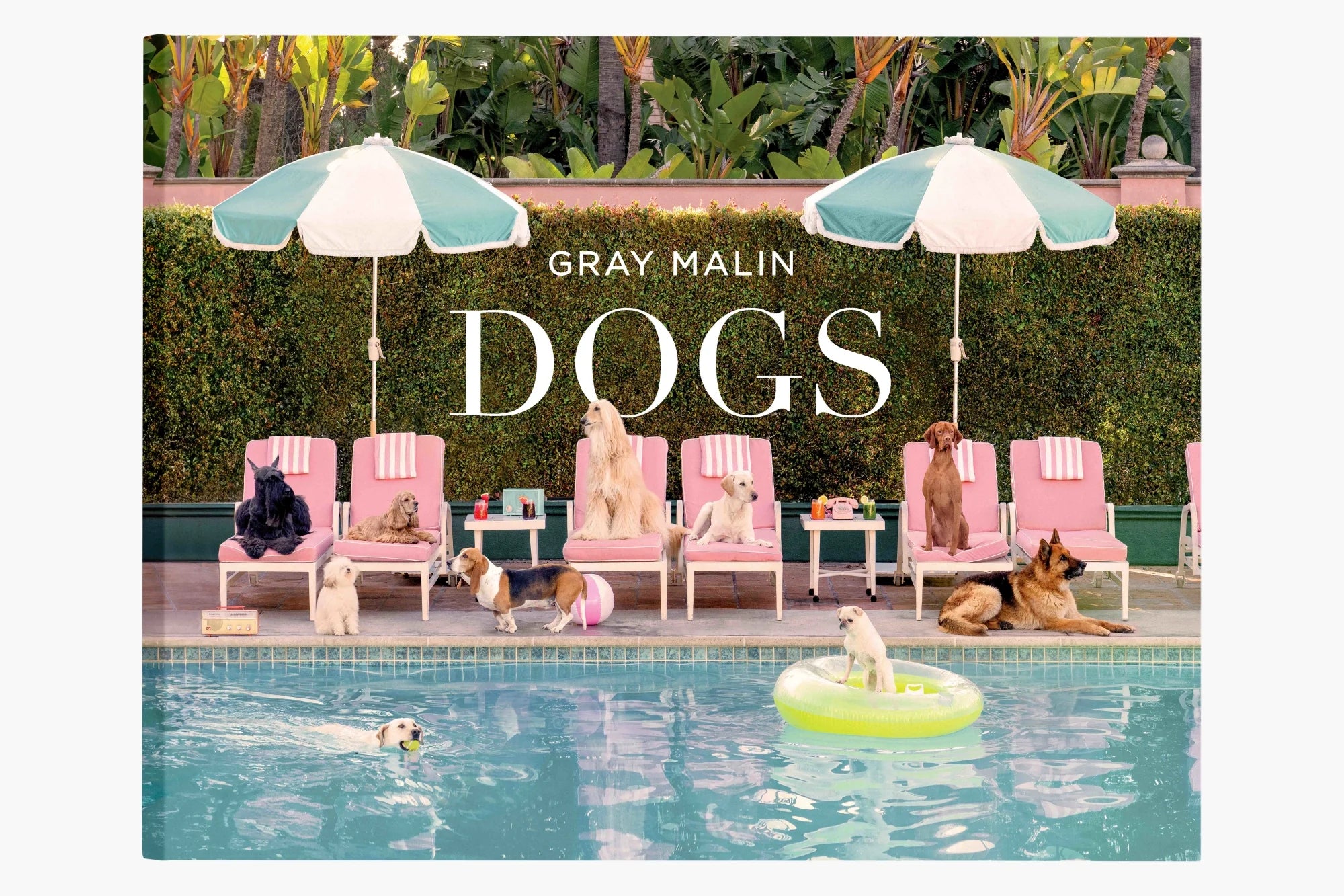 GRAY MALIN Dogs