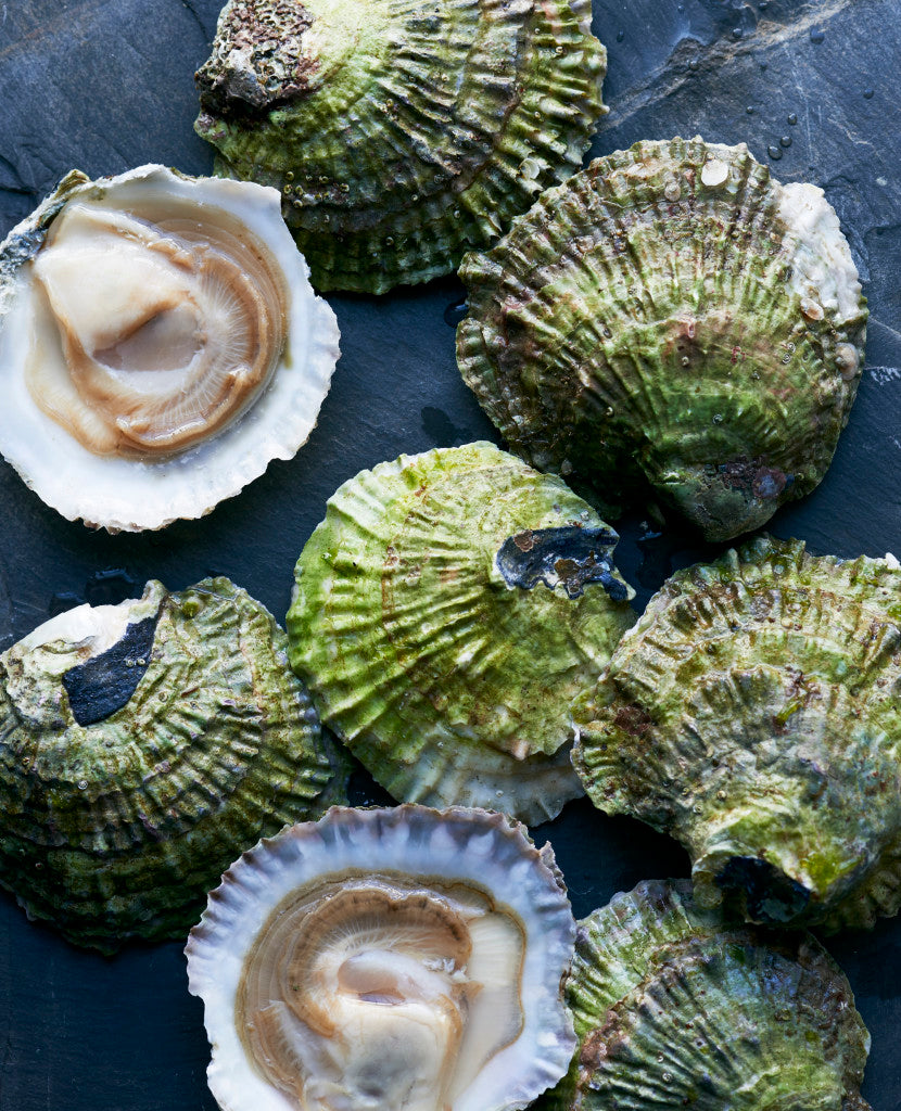 Essential Oyster