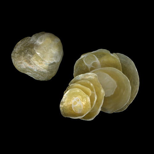 Seashells