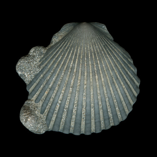 Seashells