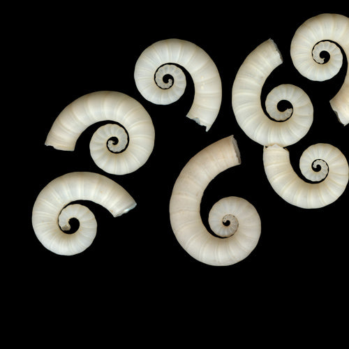 Seashells