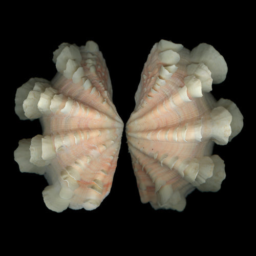 Seashells