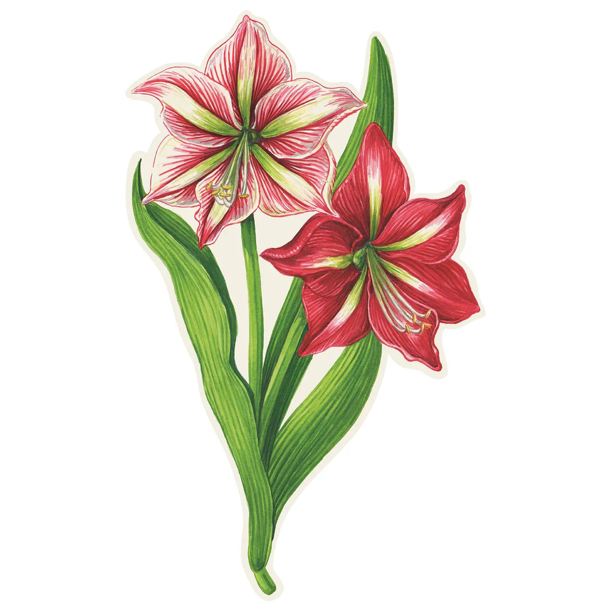 Amaryllis Table Accent-Set/12