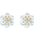 ASHA Camellia Stud
