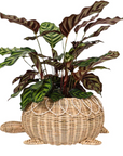 JULISKA Provence Rattan Turtle Bowl-Whitewash