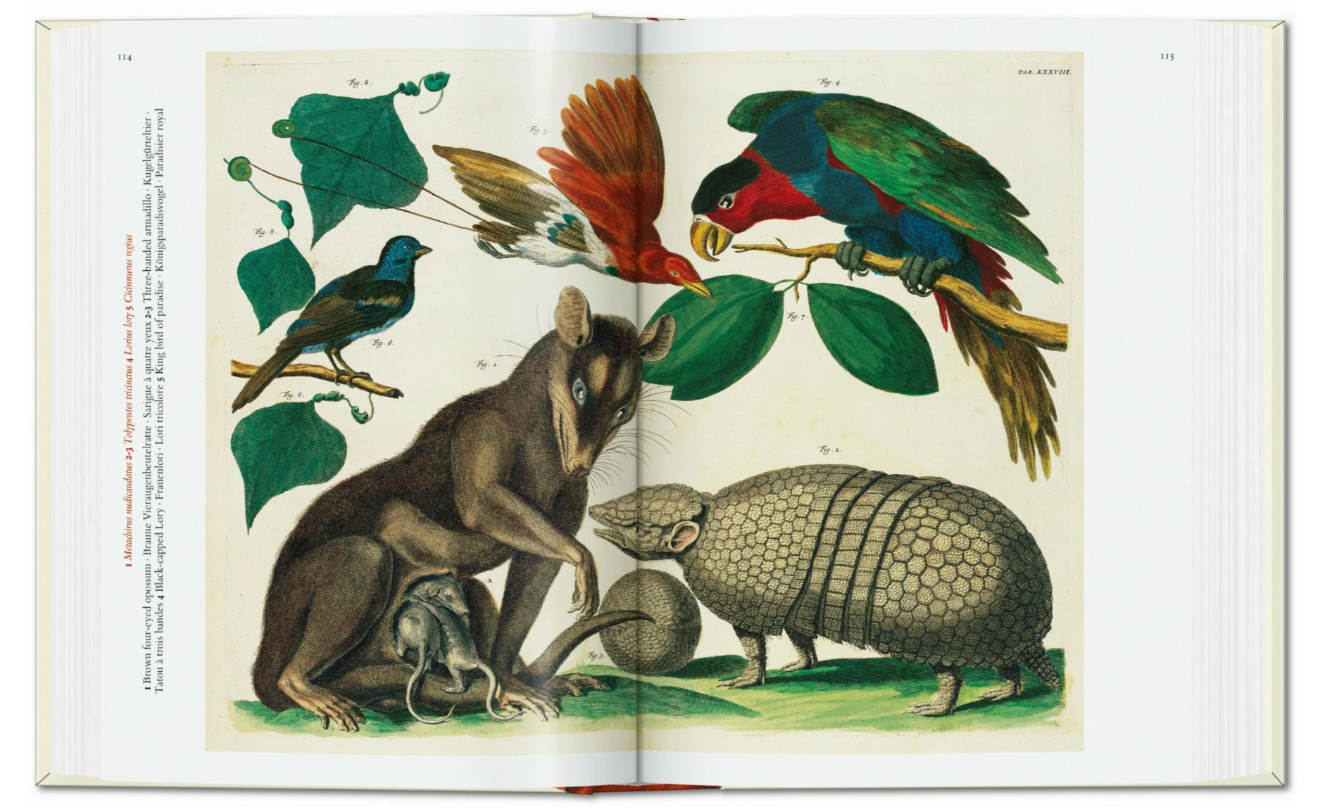 Cabinet of Natural Curiosities Small