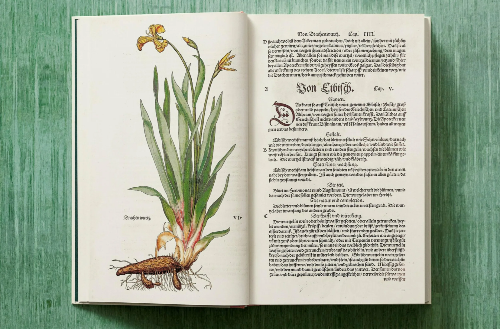 Leonhart Fuchs: The New Herbal