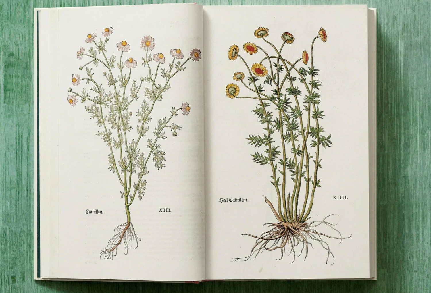 Leonhart Fuchs: The New Herbal
