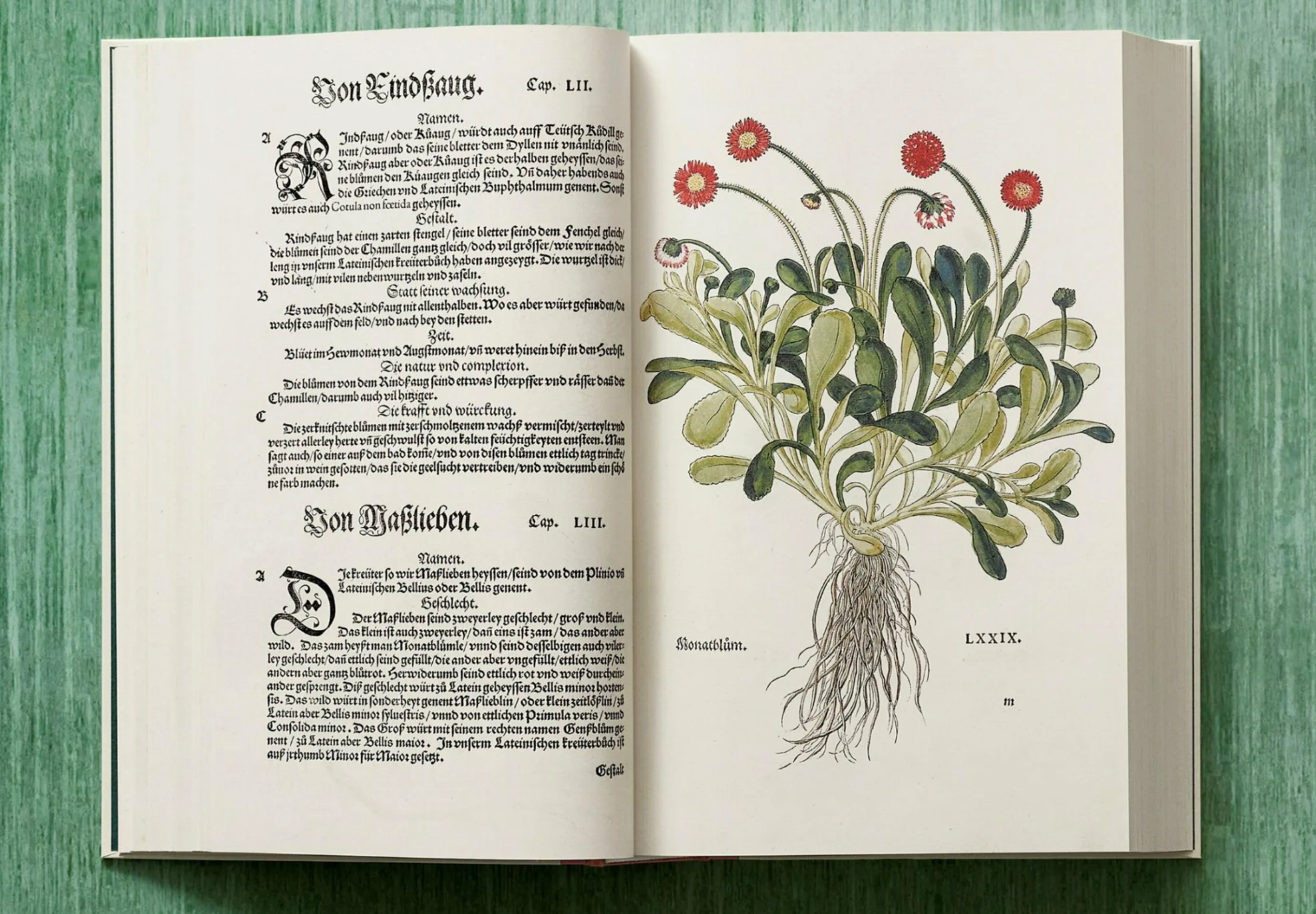 Leonhart Fuchs: The New Herbal