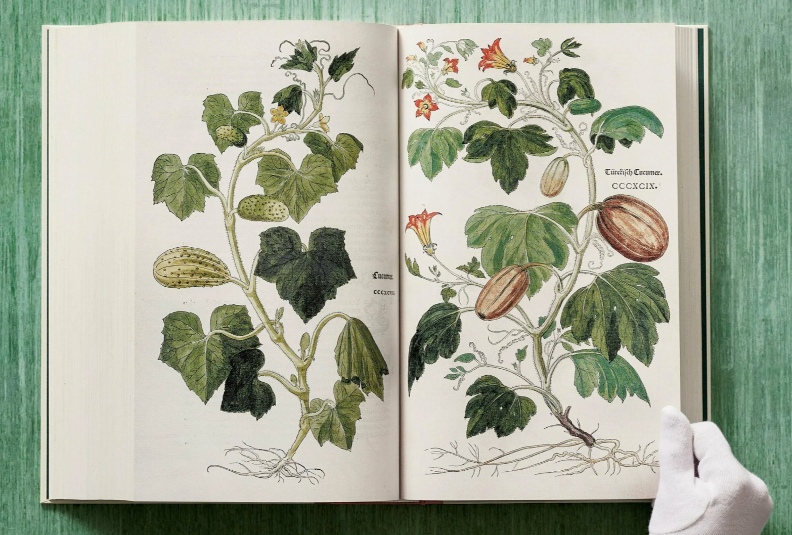 Leonhart Fuchs: The New Herbal