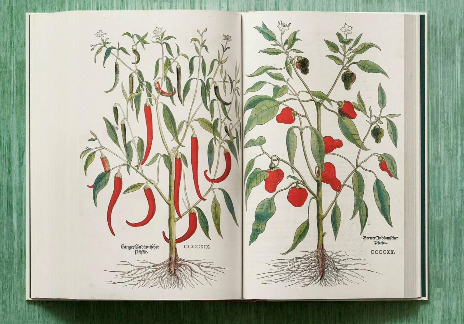 Leonhart Fuchs: The New Herbal