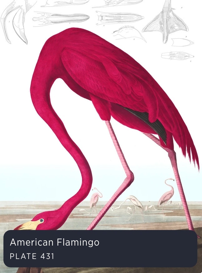 Audubon's Birds of America