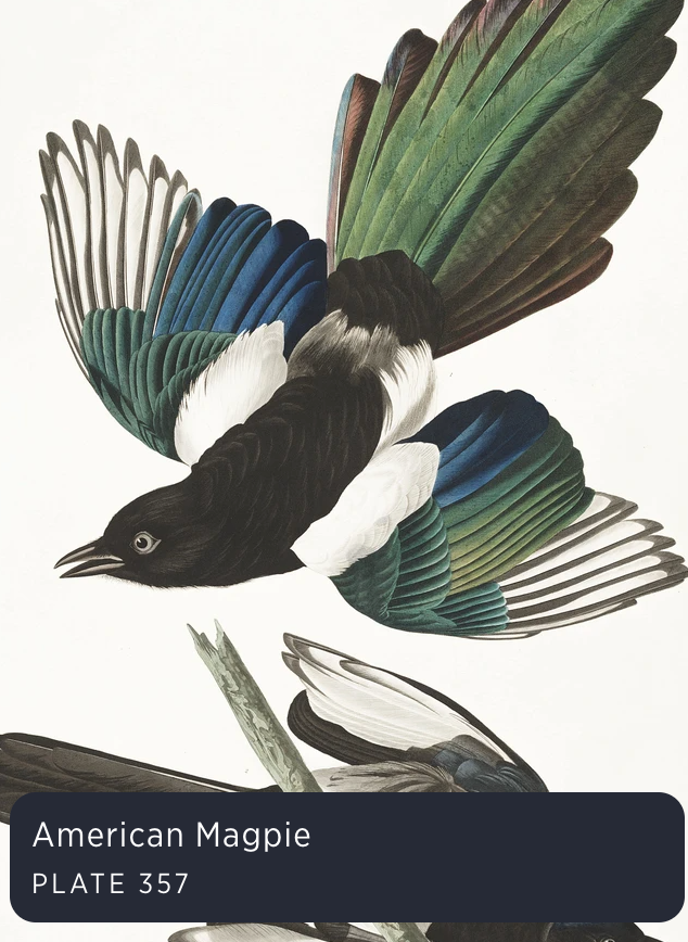 Audubon's Birds of America