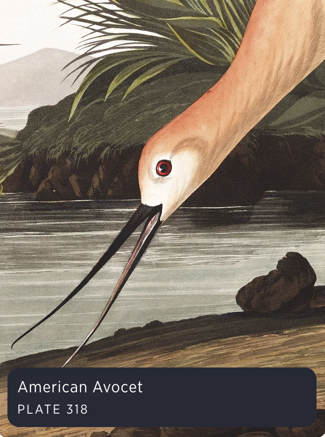 Audubon's Birds of America