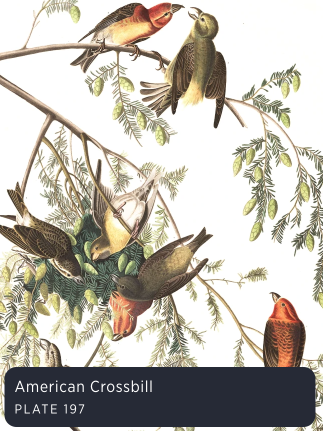 Audubon's Birds of America