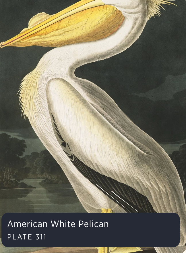 Audubon's Birds of America