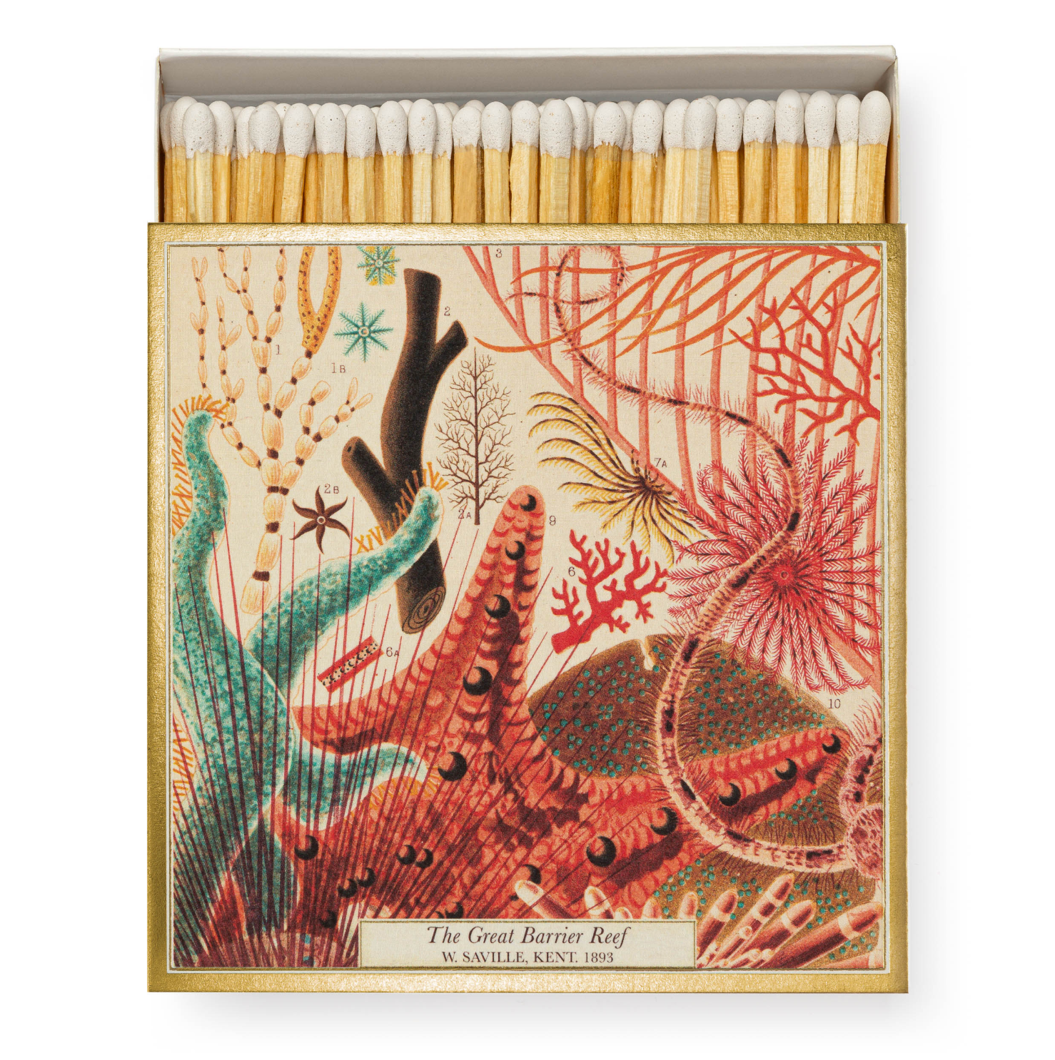 Natural History Museum Great Barrier Reef Luxury Matches