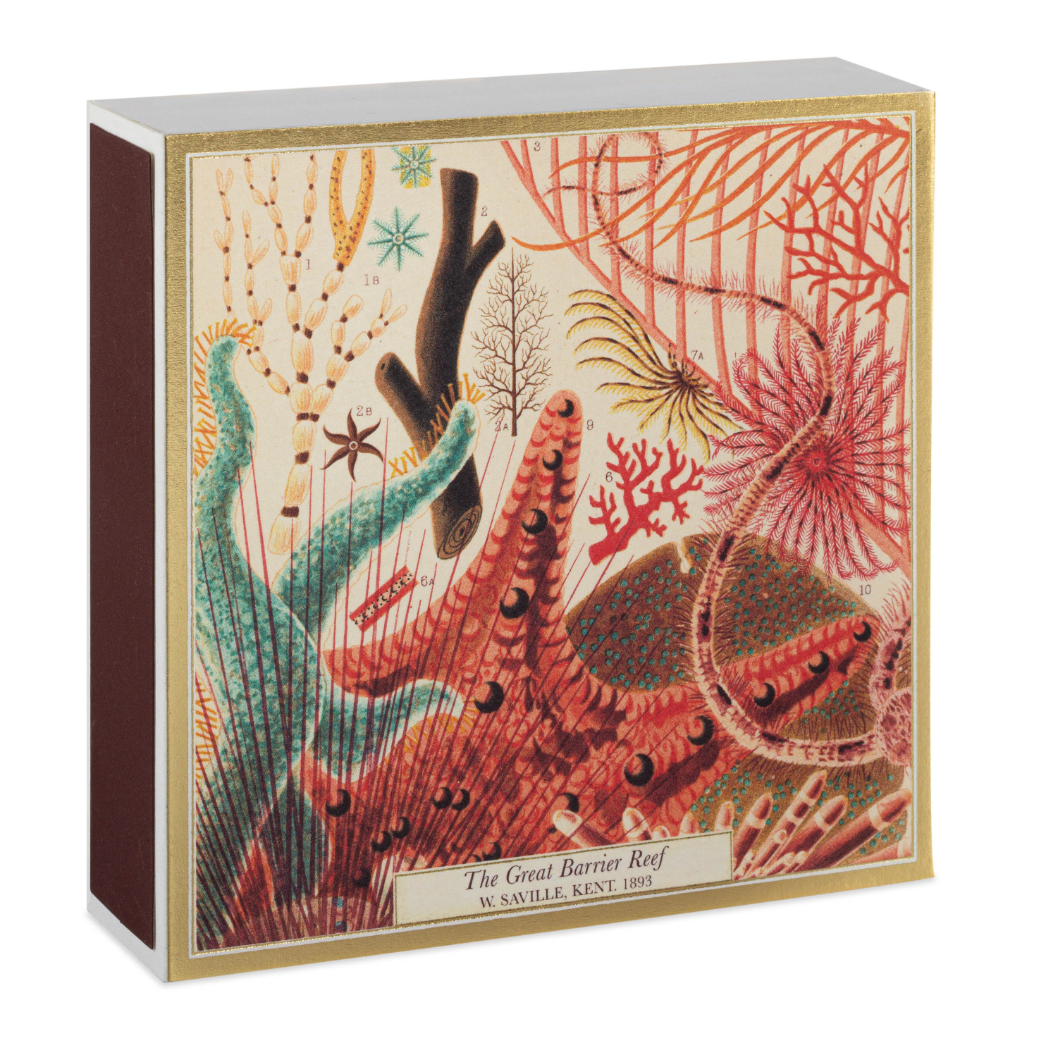 Natural History Museum Great Barrier Reef Luxury Matches