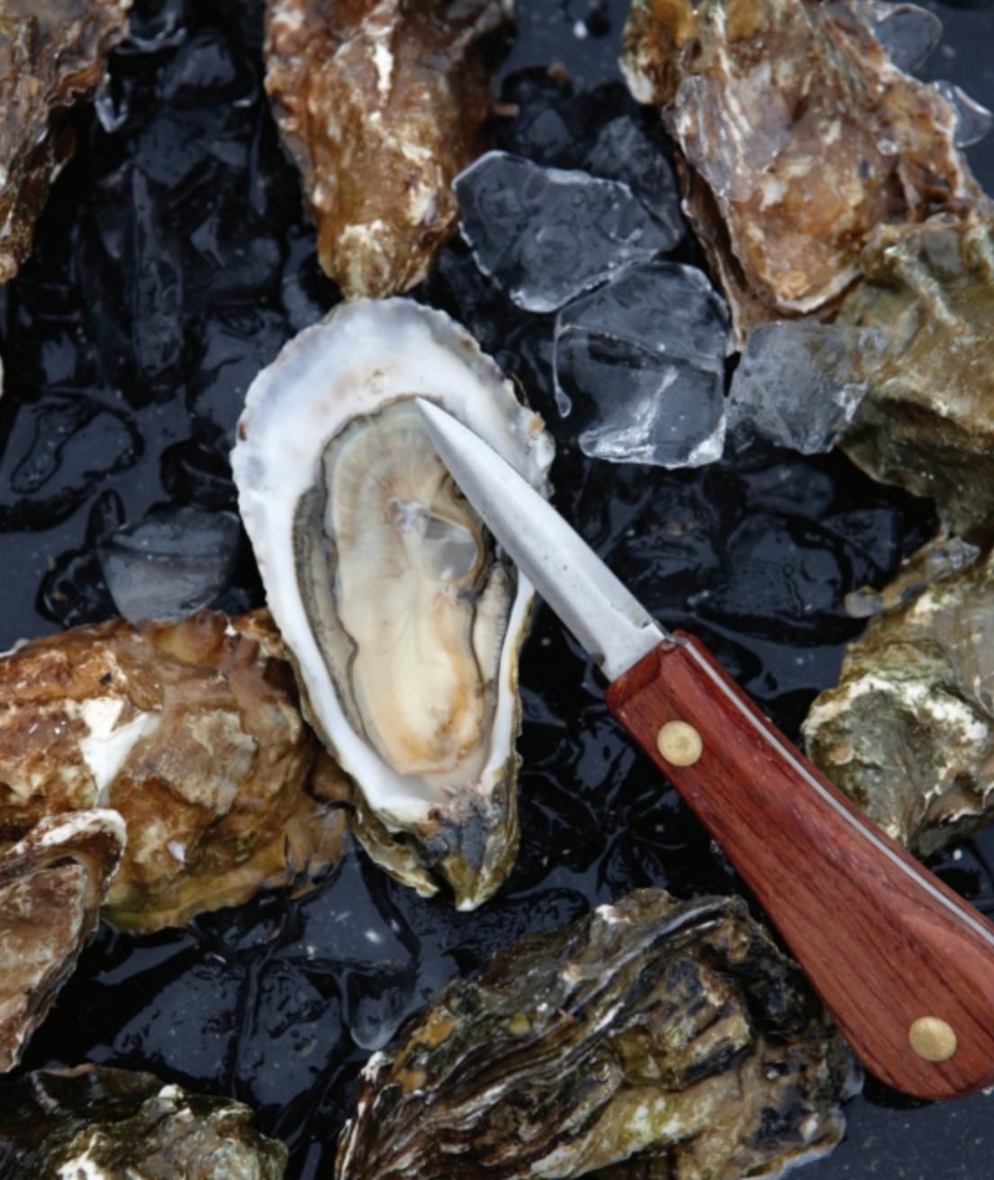Oysters