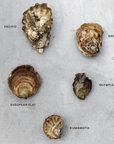 Essential Shellfish
