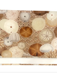 Sand Dollar Acrylic Vanity Tray
