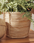 Cane Rattan Mini Round Baskets, Set/3