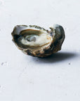 Essential Oyster