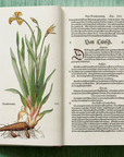 Leonhart Fuchs: The New Herbal