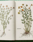 Leonhart Fuchs: The New Herbal