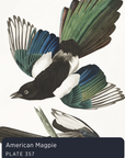 Audubon's Birds of America