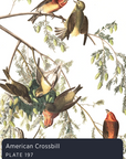 Audubon's Birds of America