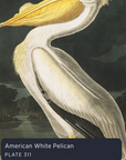 Audubon's Birds of America