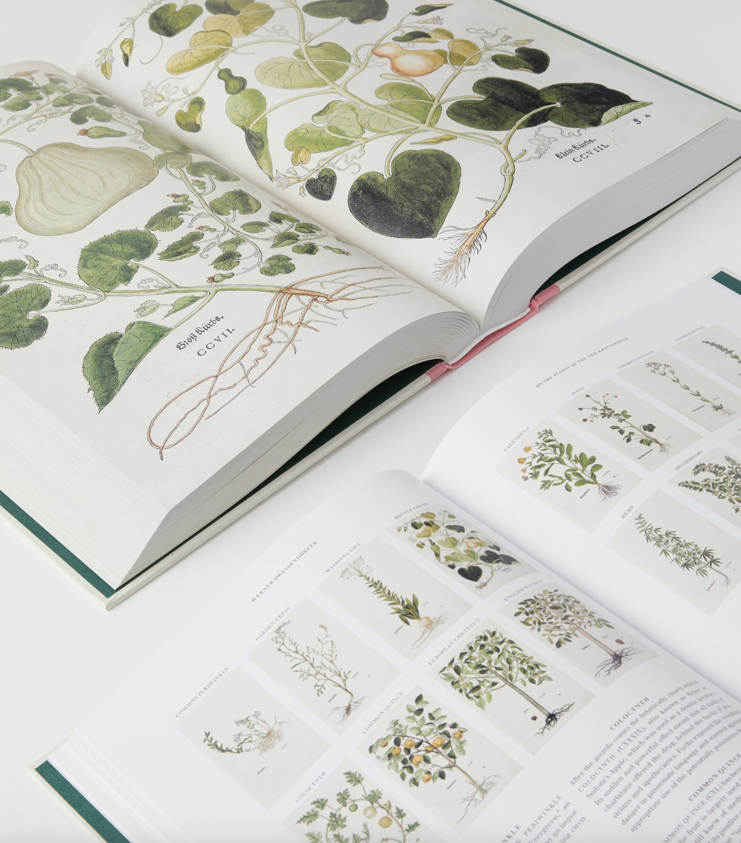 The Encyclopedia of Herbal Medicine