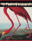 American Flamingo Matches