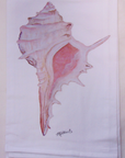 Flour Sack Towel Conch Shell