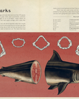 Animalium