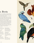 Animalium