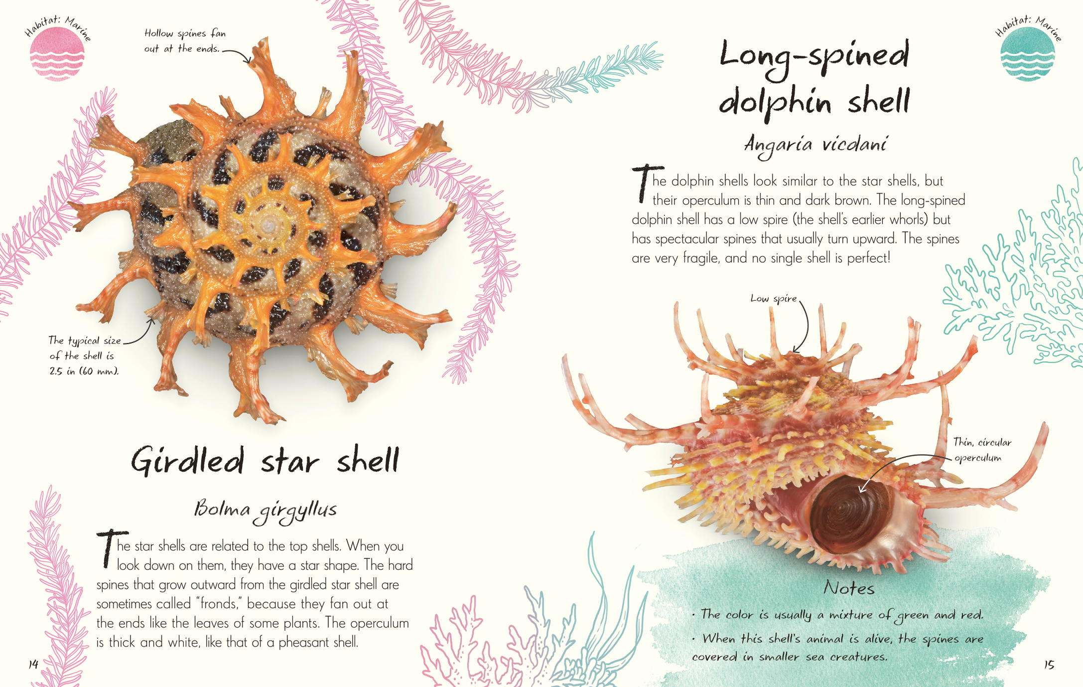Anthology Shells