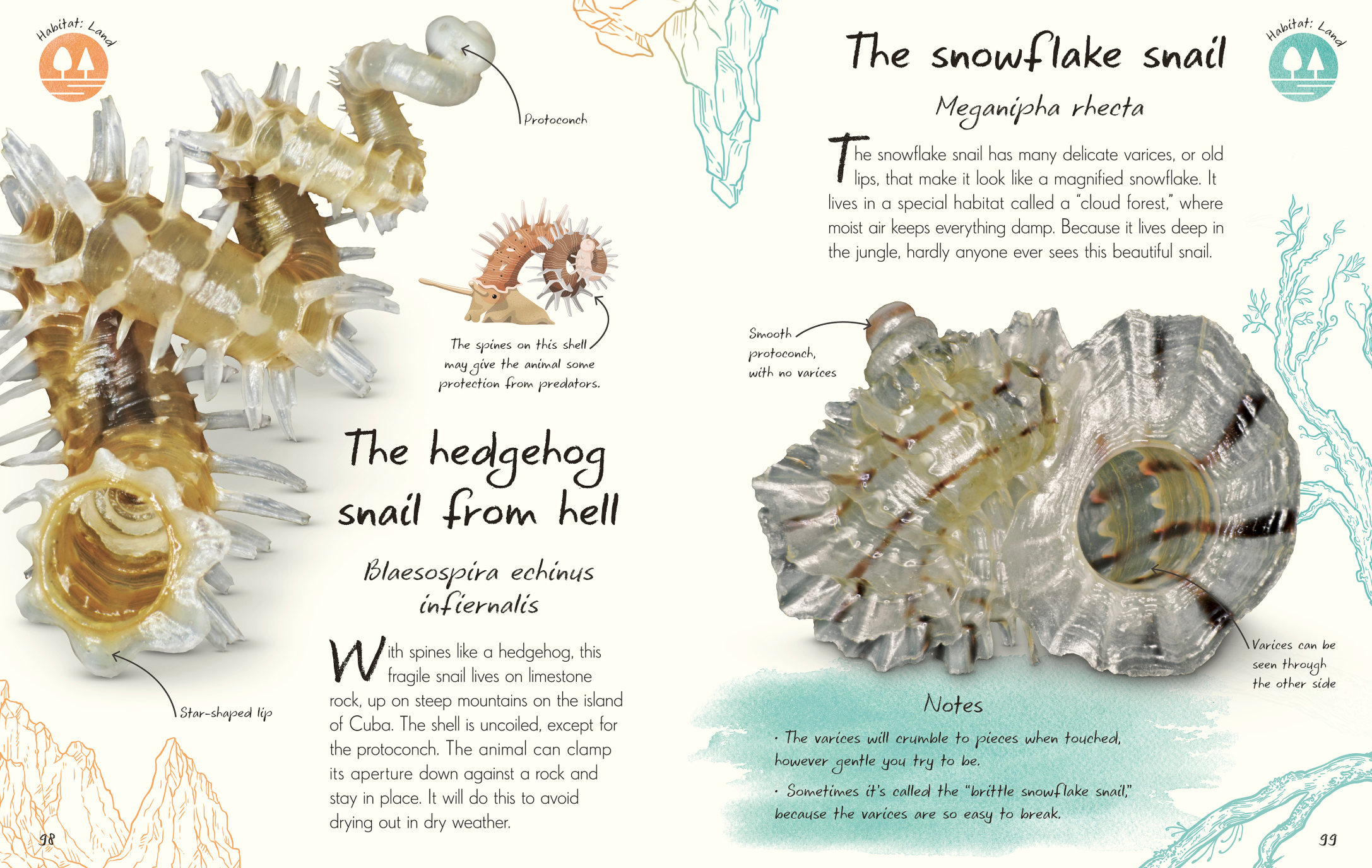 Anthology Shells