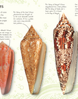Anthology Shells