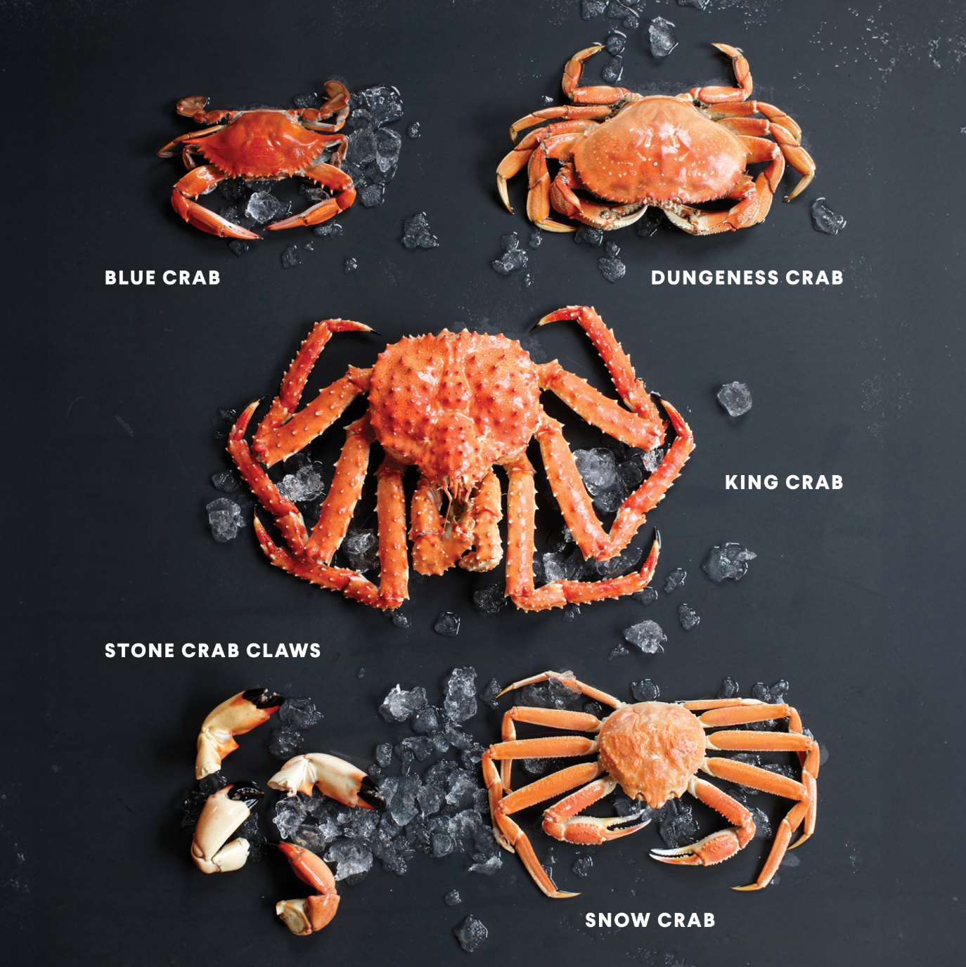 Essential Shellfish