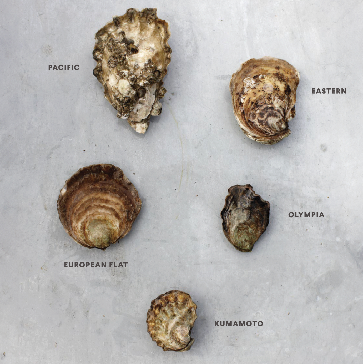 Essential Shellfish