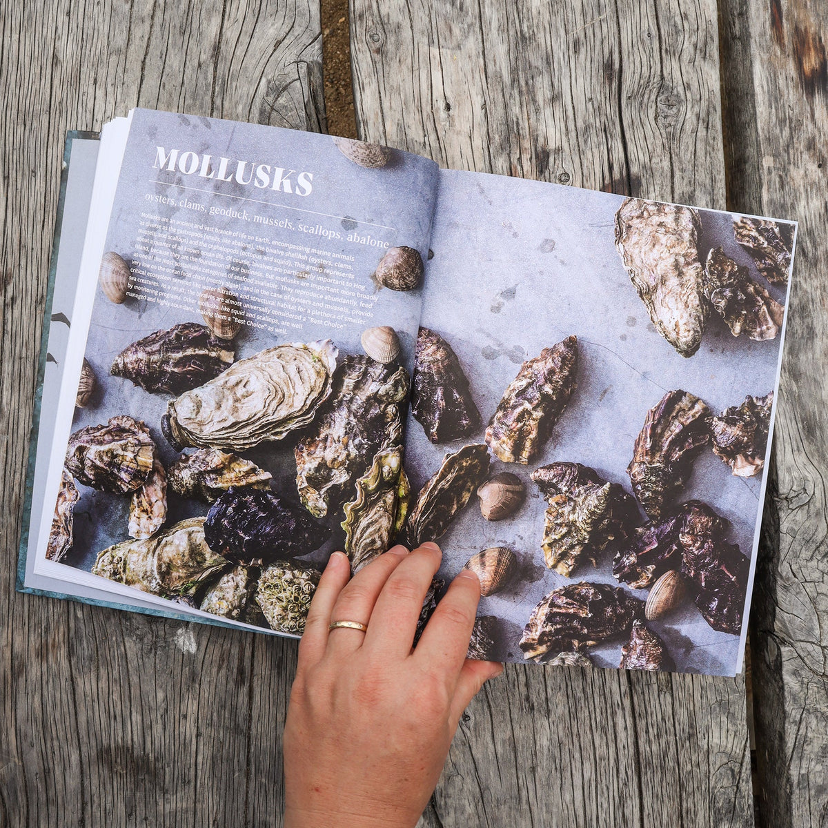 The Hog Island Book of Fish & Seafood – Matilda's Life Style