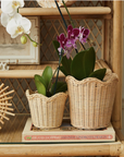 Wavy Wicker Orchid Basket Large