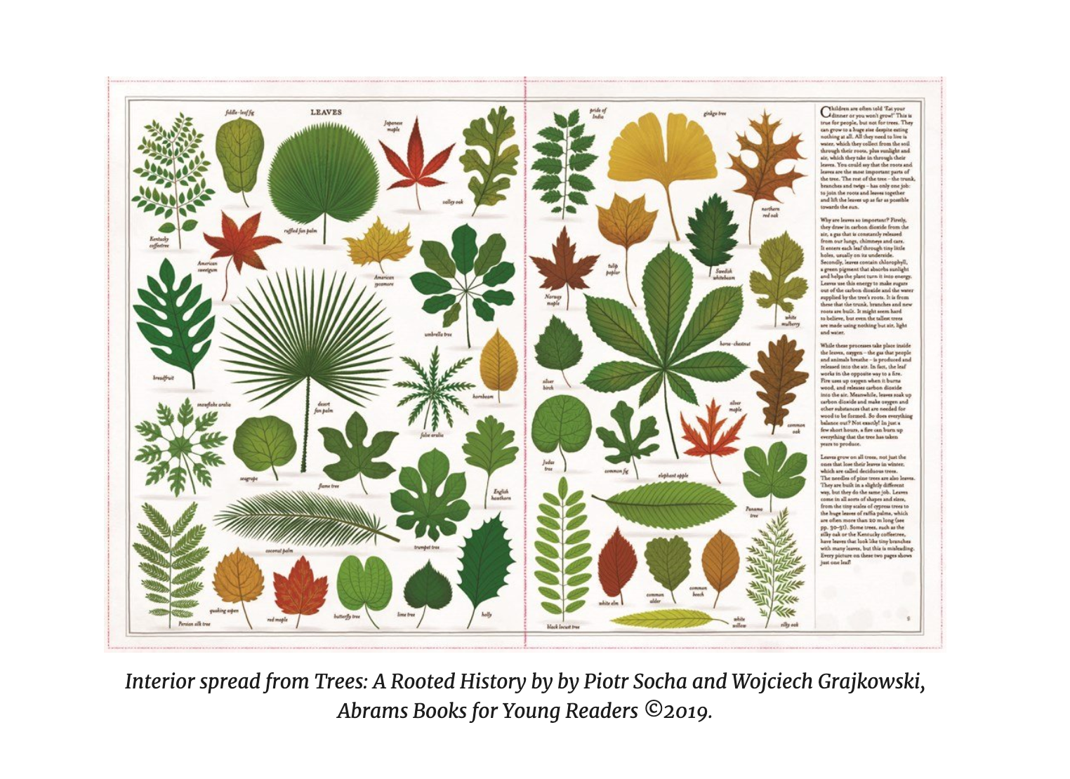 Trees: A Rooted History – Matilda's Life Style